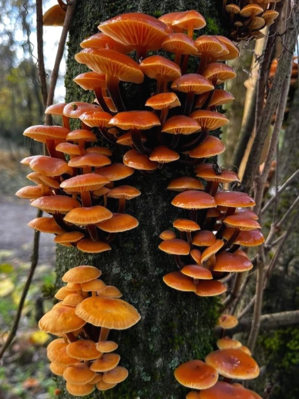 DEADSTOCK: NO. 11 SKINFOOD SERUM