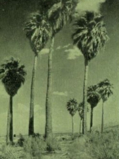 DESERT RAIN