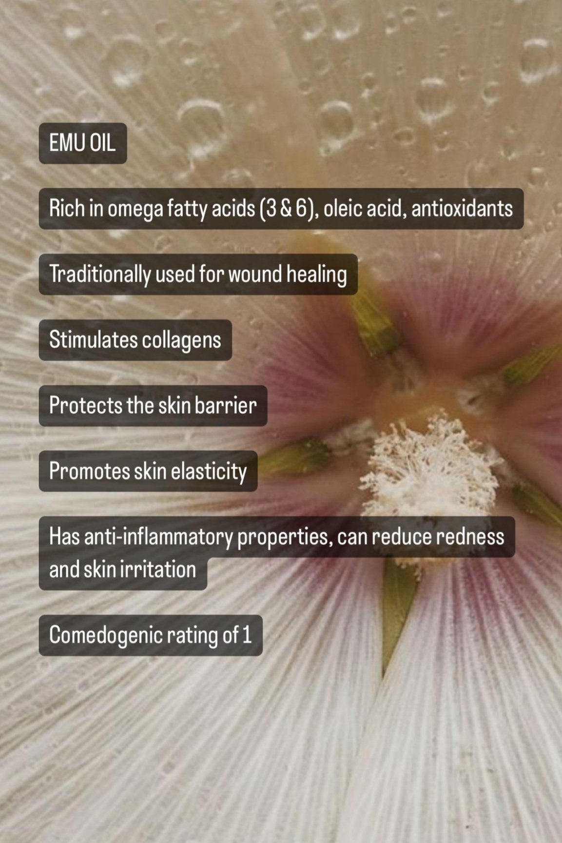 Jaune D'œuf Botanical Serum (1 oz)