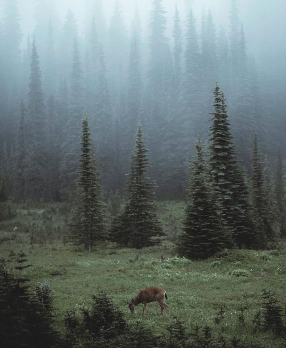 BALSAM + MEADOWFOAM REWIND SERUM