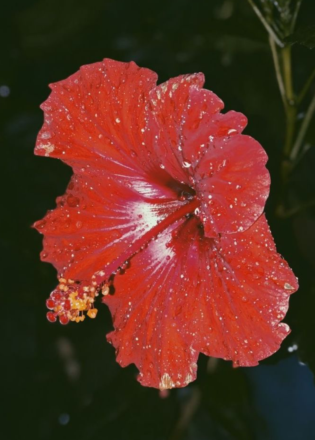 HIBISCUS FLOWER OIL