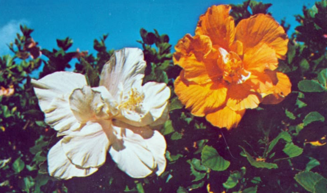 HIBISCUS FLOWER OIL