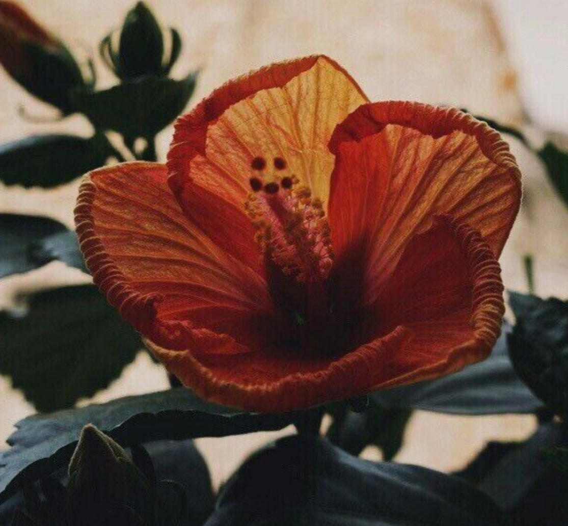 HIBISCUS FLOWER OIL
