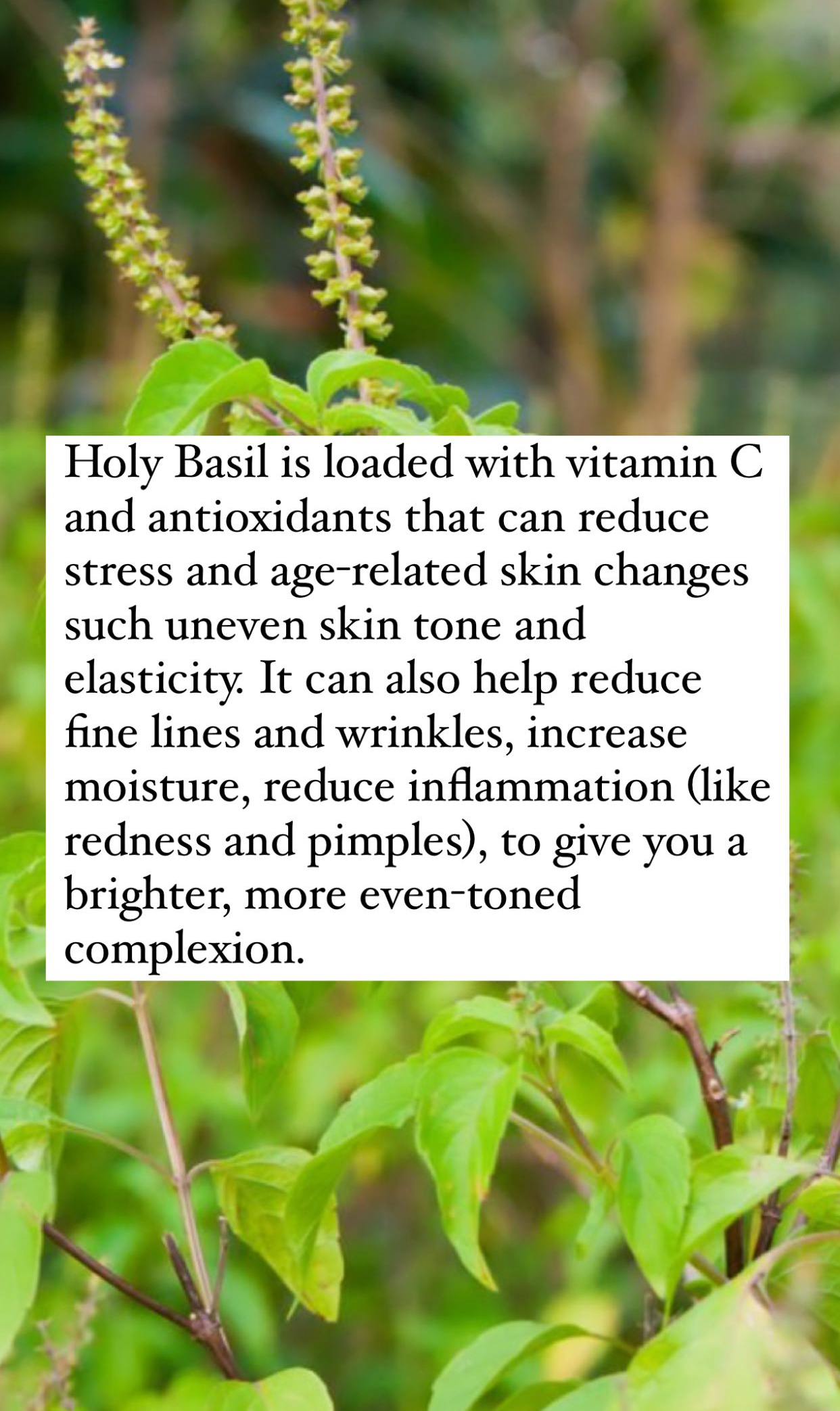 HOLY BASIL SERUM