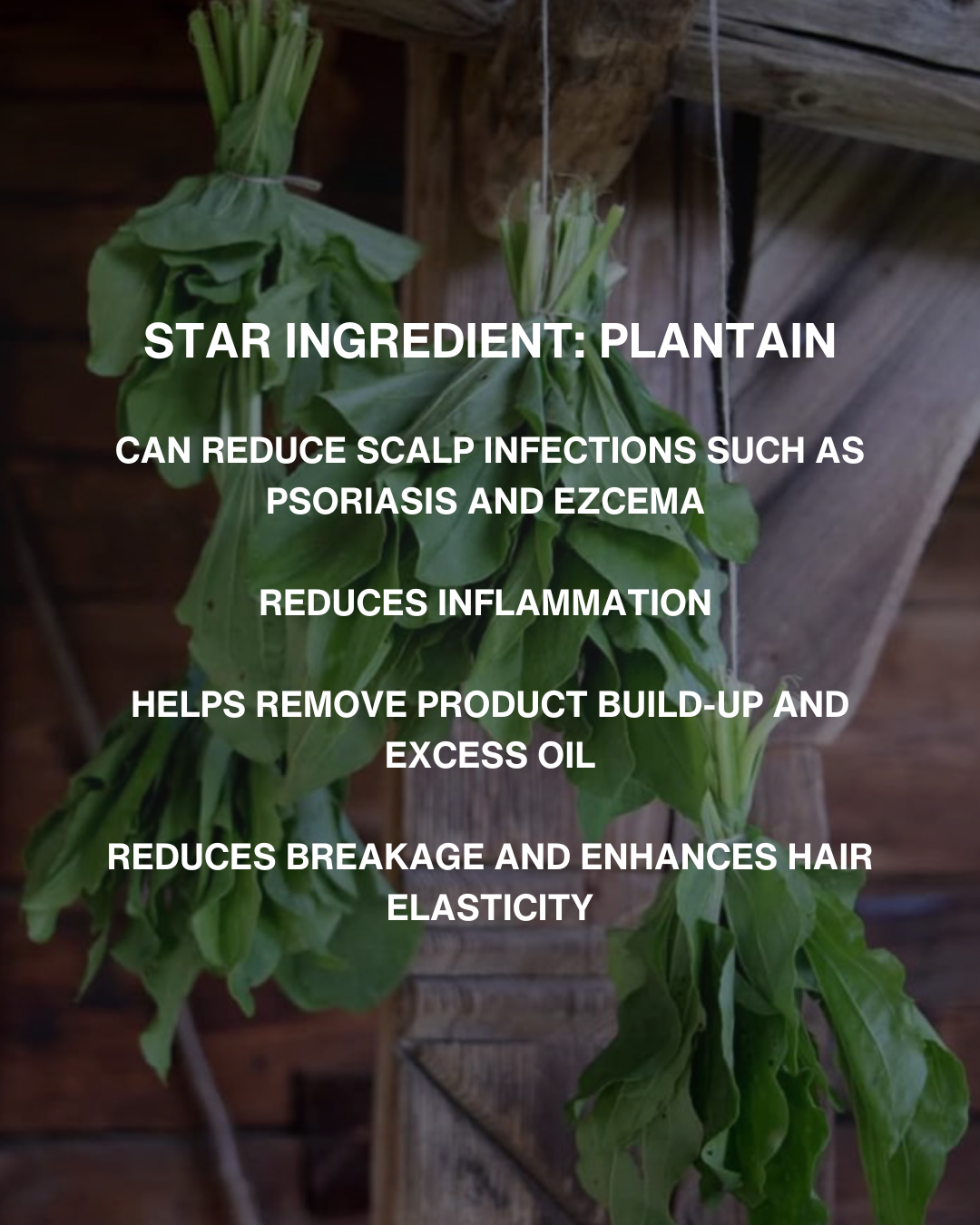 PINE & CLOVE SCALP SERUM