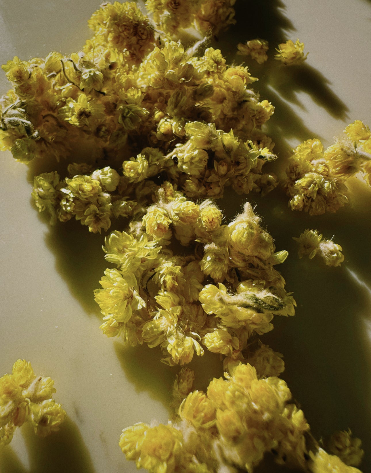 IMMORTELLE REJUVENATING SERUM