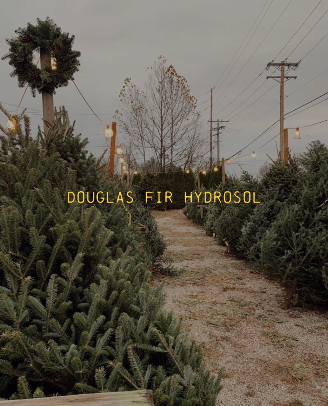 DOUGLAS FIR HYDROSOL