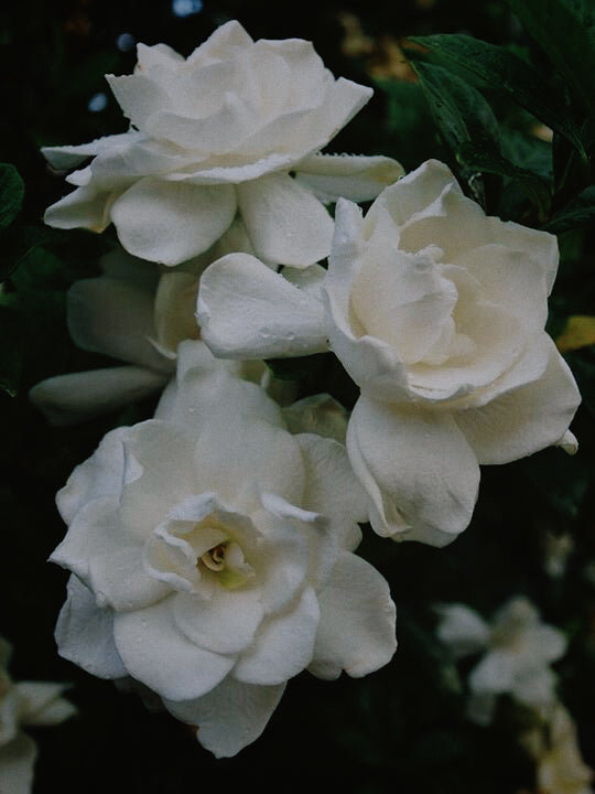 IN BLOOM TALLOW BALM