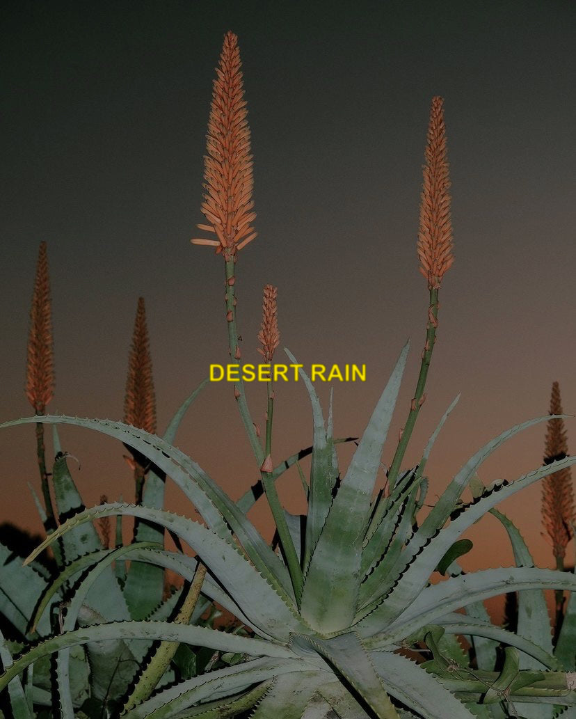 DESERT RAIN