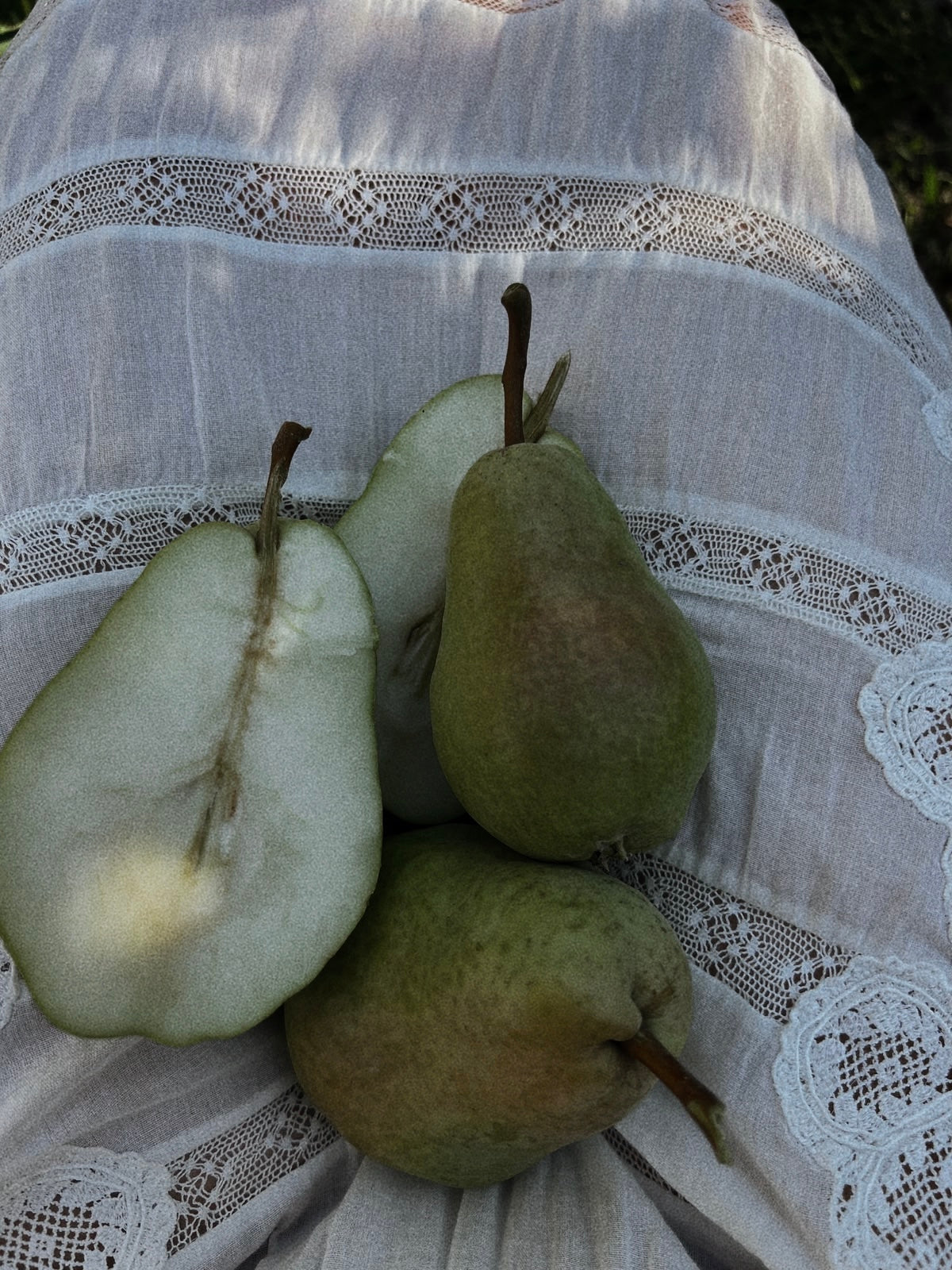 POACHED PEAR HYDROSOL