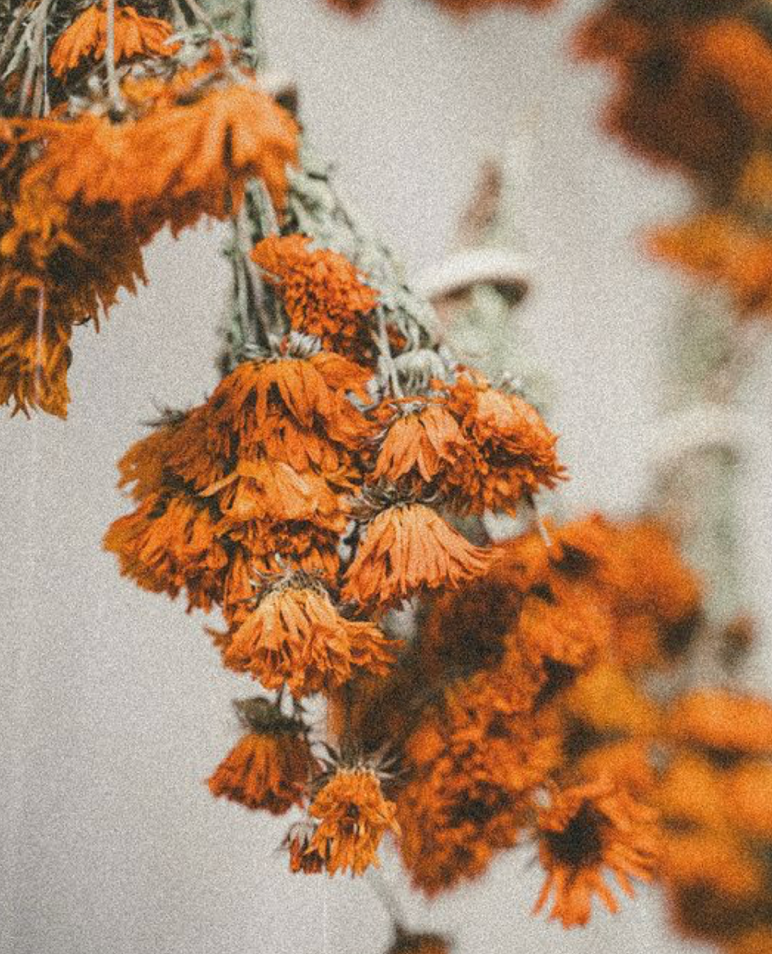 STRANGE BREW SECRET WEAPON SERUM