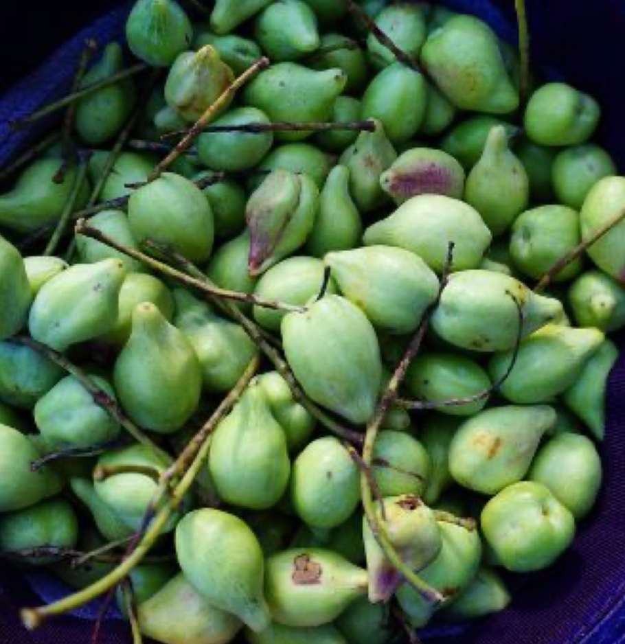 STRANGE BREW SECRET WEAPON SERUM