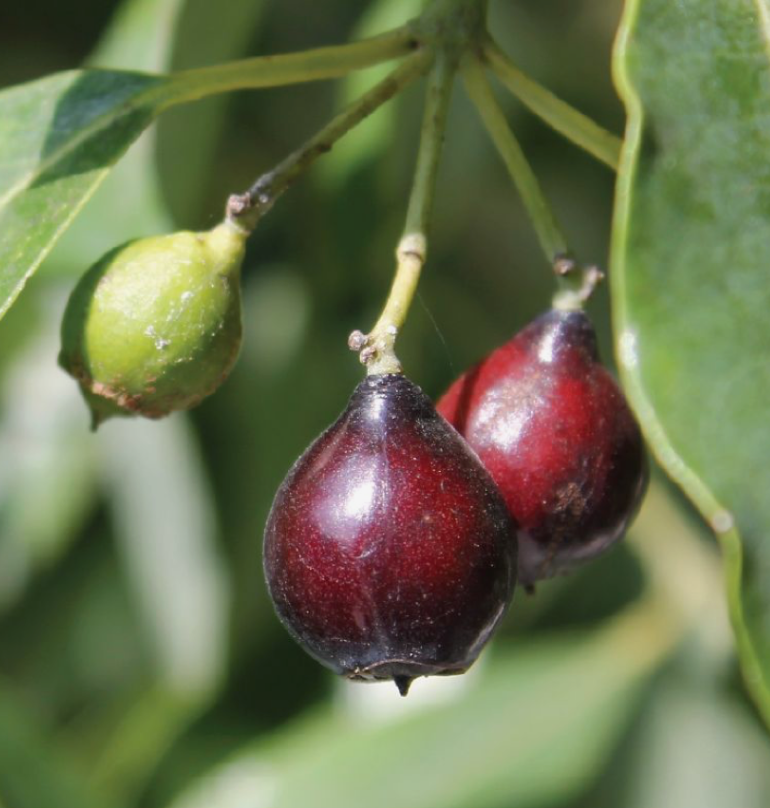 STRANGE BREW SECRET WEAPON SERUM