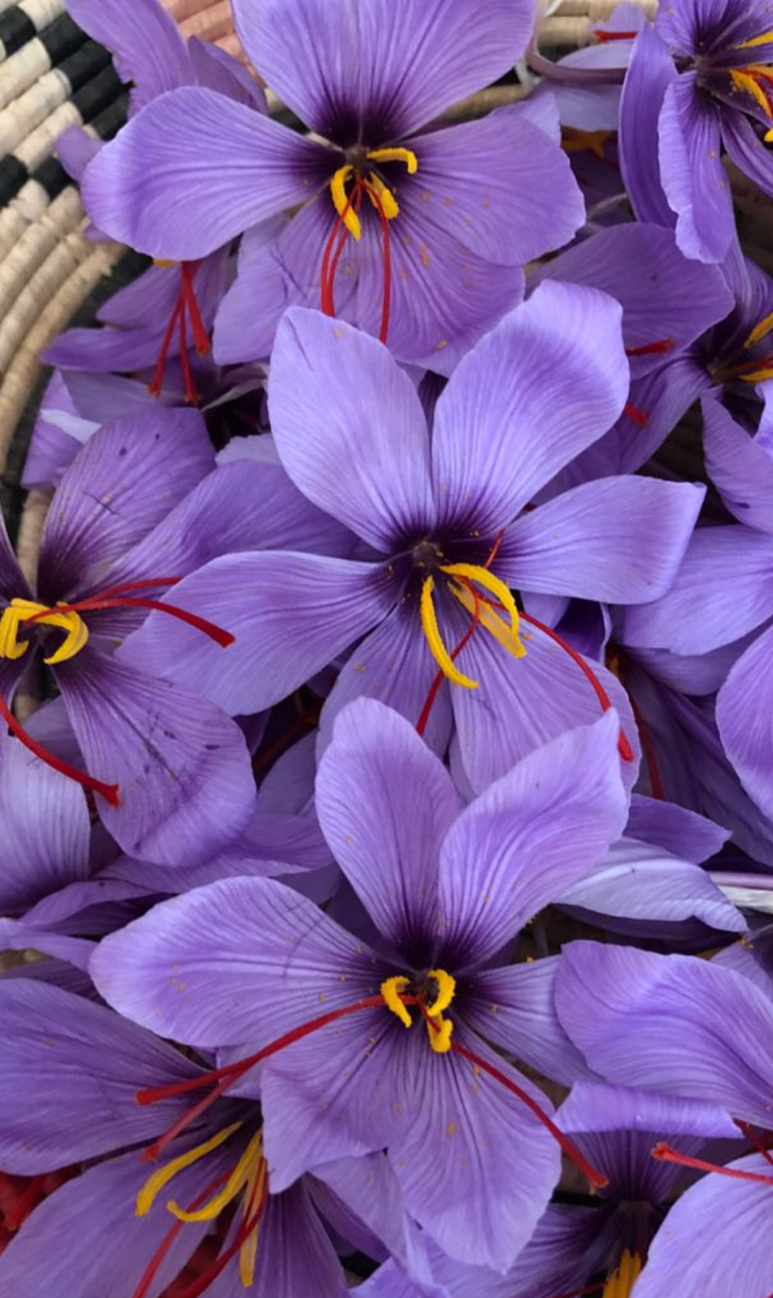 GOLDEN SAFFRON SERUM