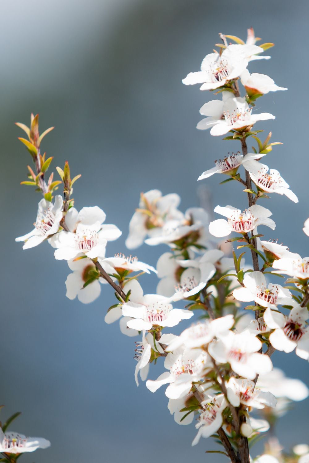 MANUKA + MUSHROOM OIL