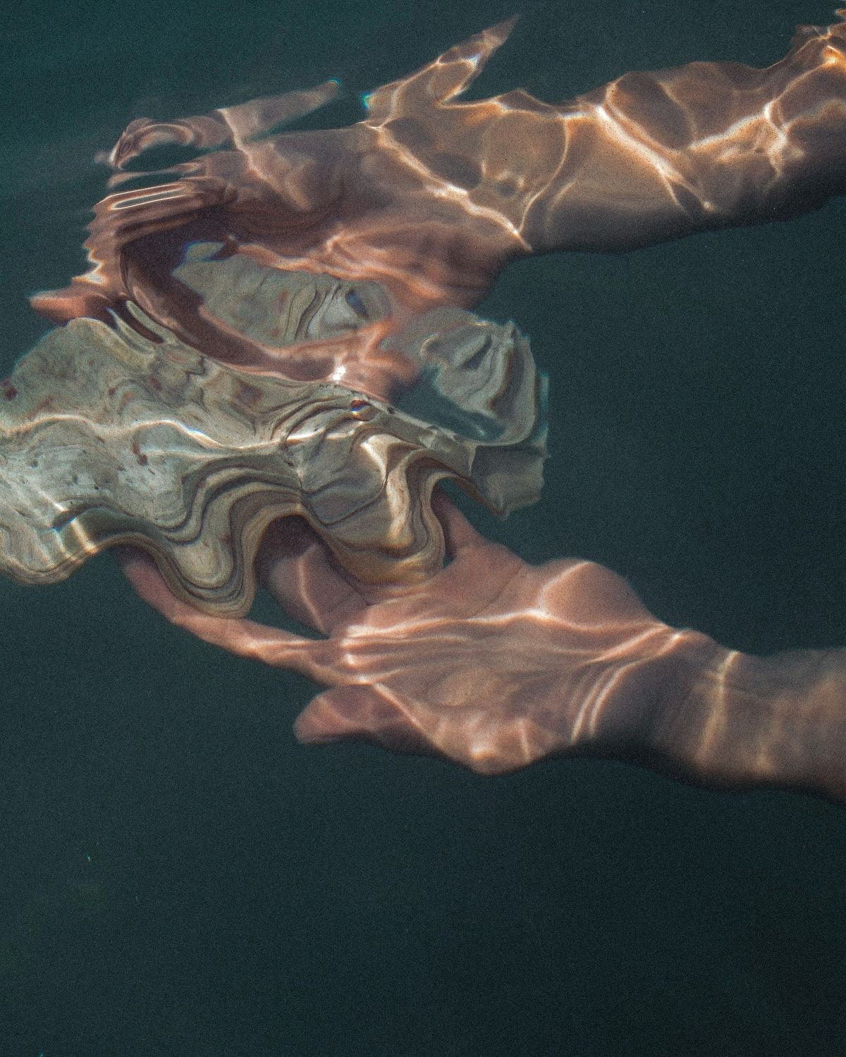 SEASHELL LIP OIL