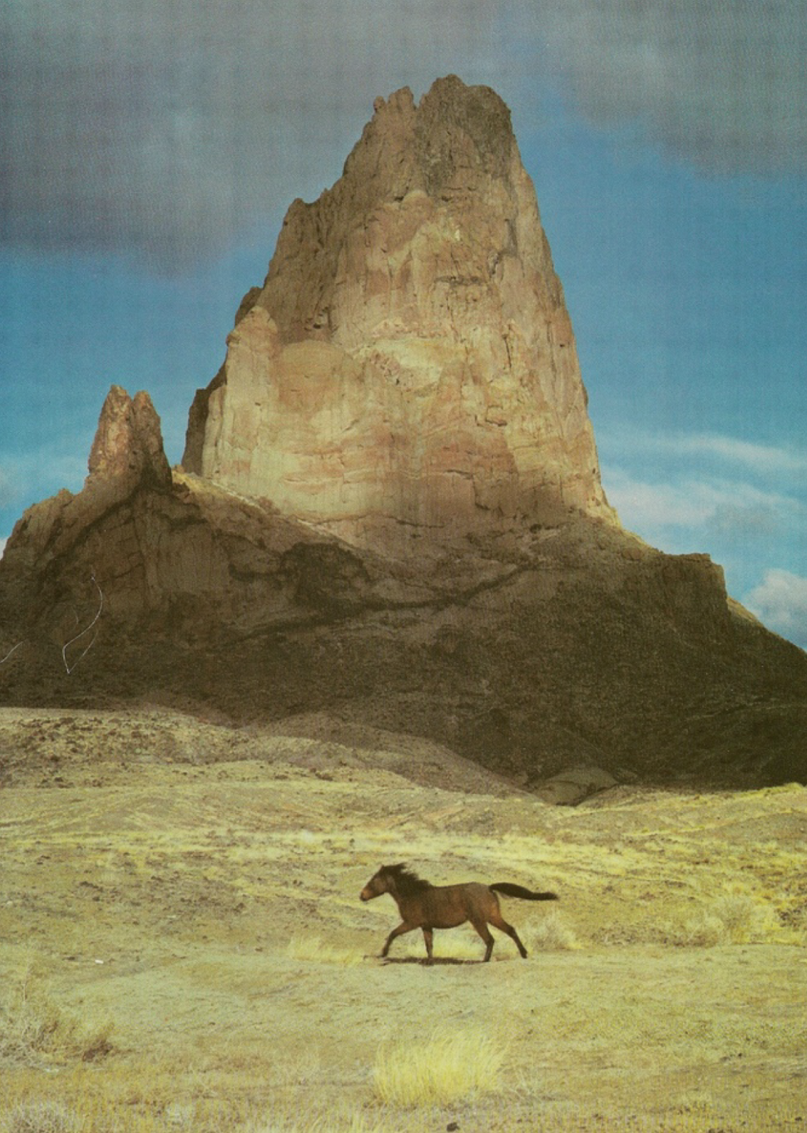 WILD SAGE TALLOW BALM