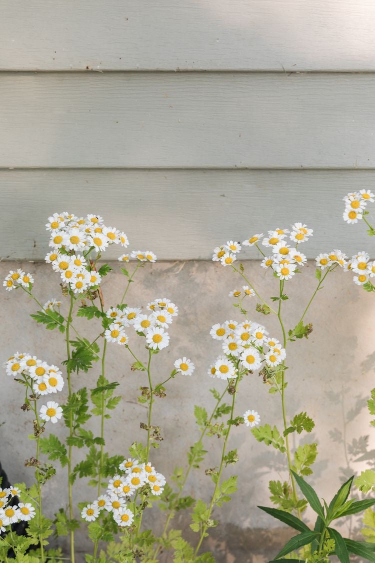 CHAMOMILE FLOWER OIL