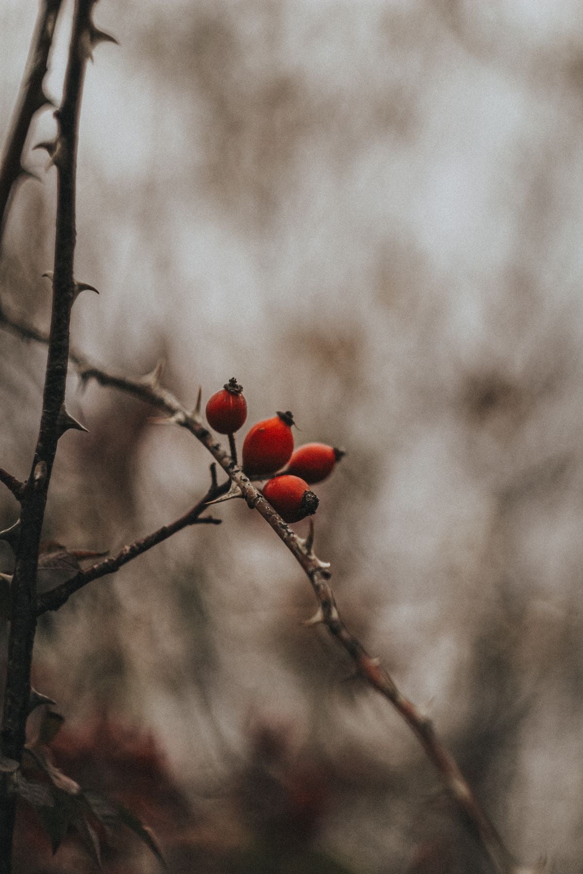 ROSEHIP FIRMING BALM