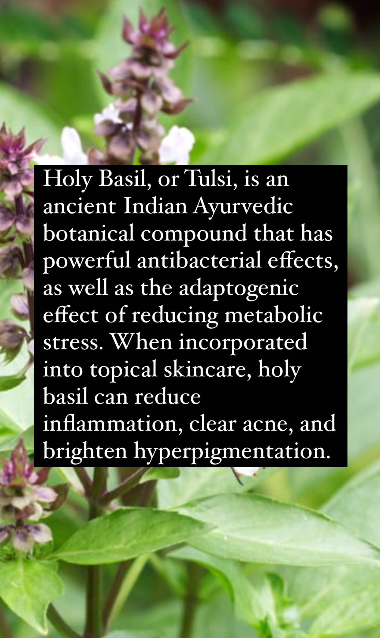 HOLY BASIL SERUM