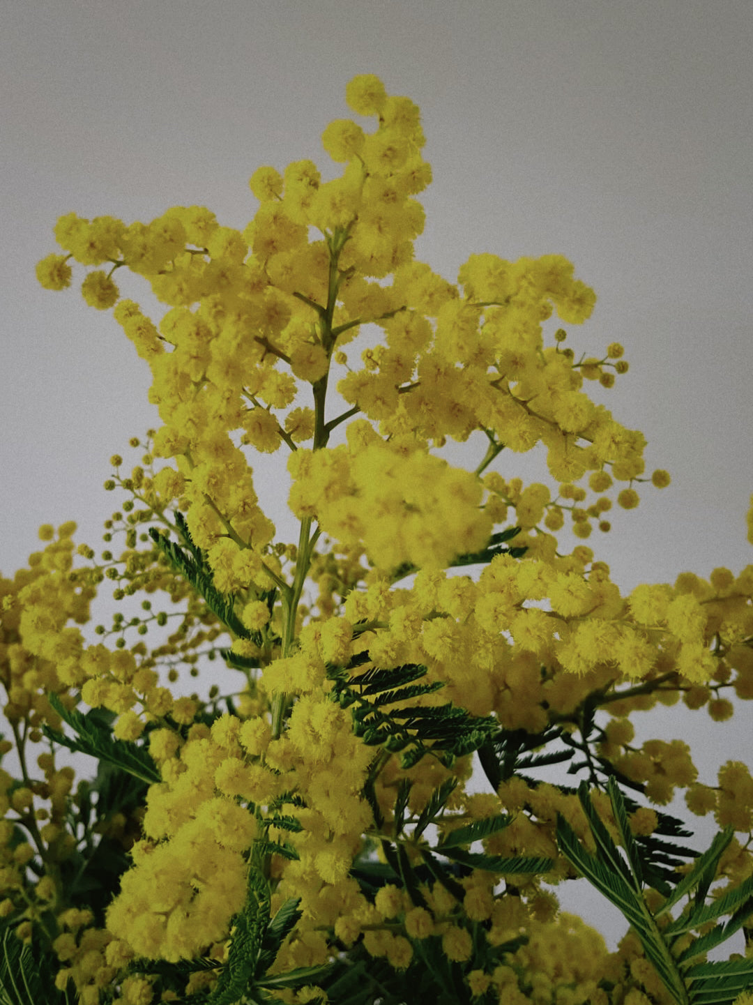 IN BLOOM TALLOW BALM