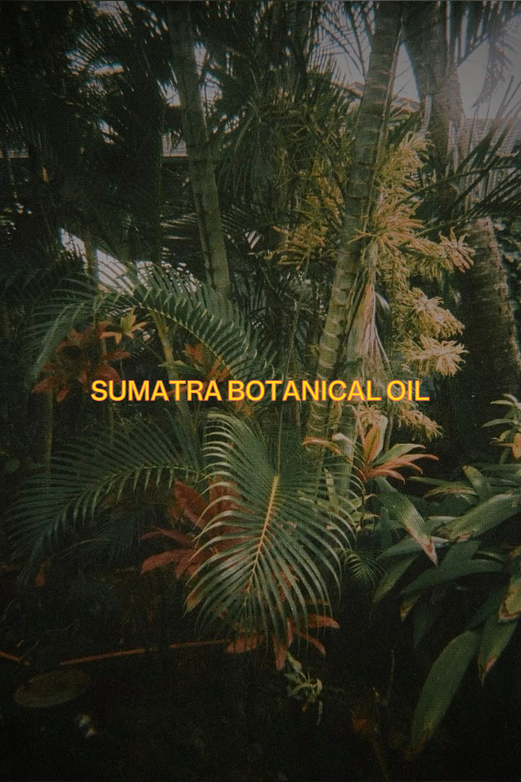 SUMATRA BOTANICAL OIL