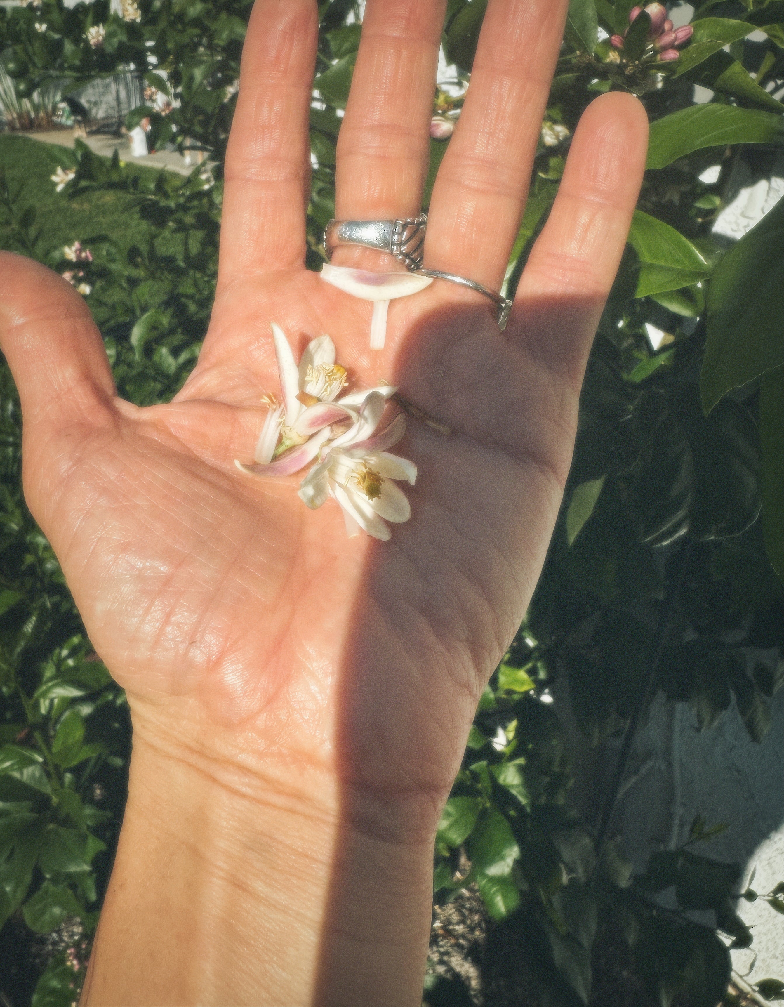 COMO LA FLOR REPAIR MIST