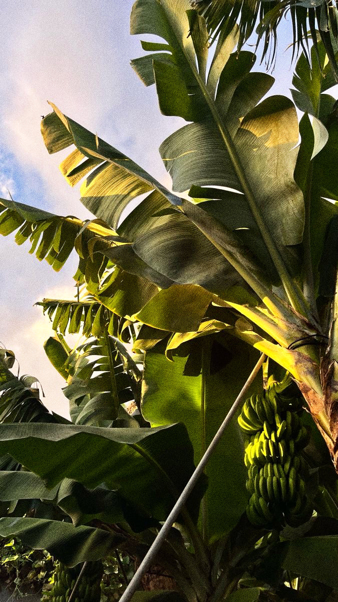 SUMATRA BOTANICAL OIL