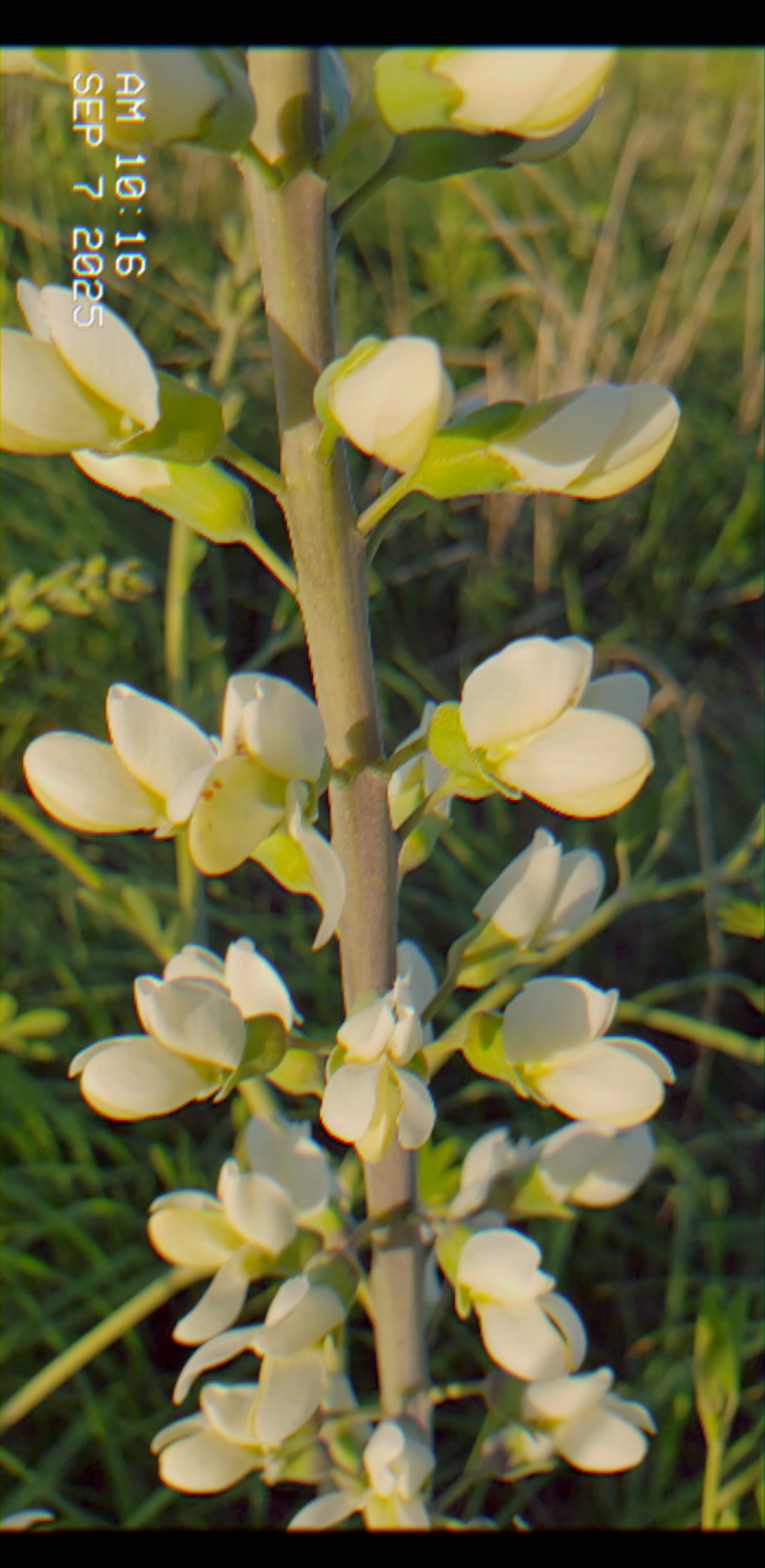 WILD INDIGO: SECRET WEAPON