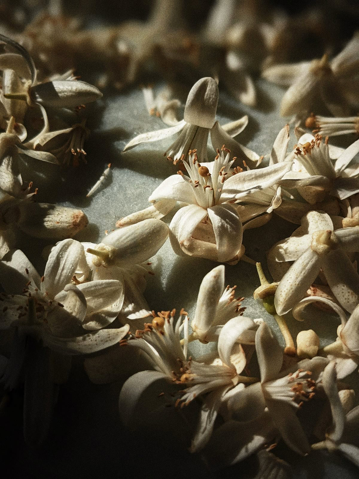 SUMATRA BOTANICAL OIL