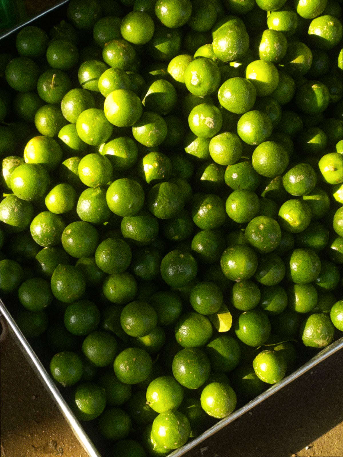 KEY LIME HYDROSOL