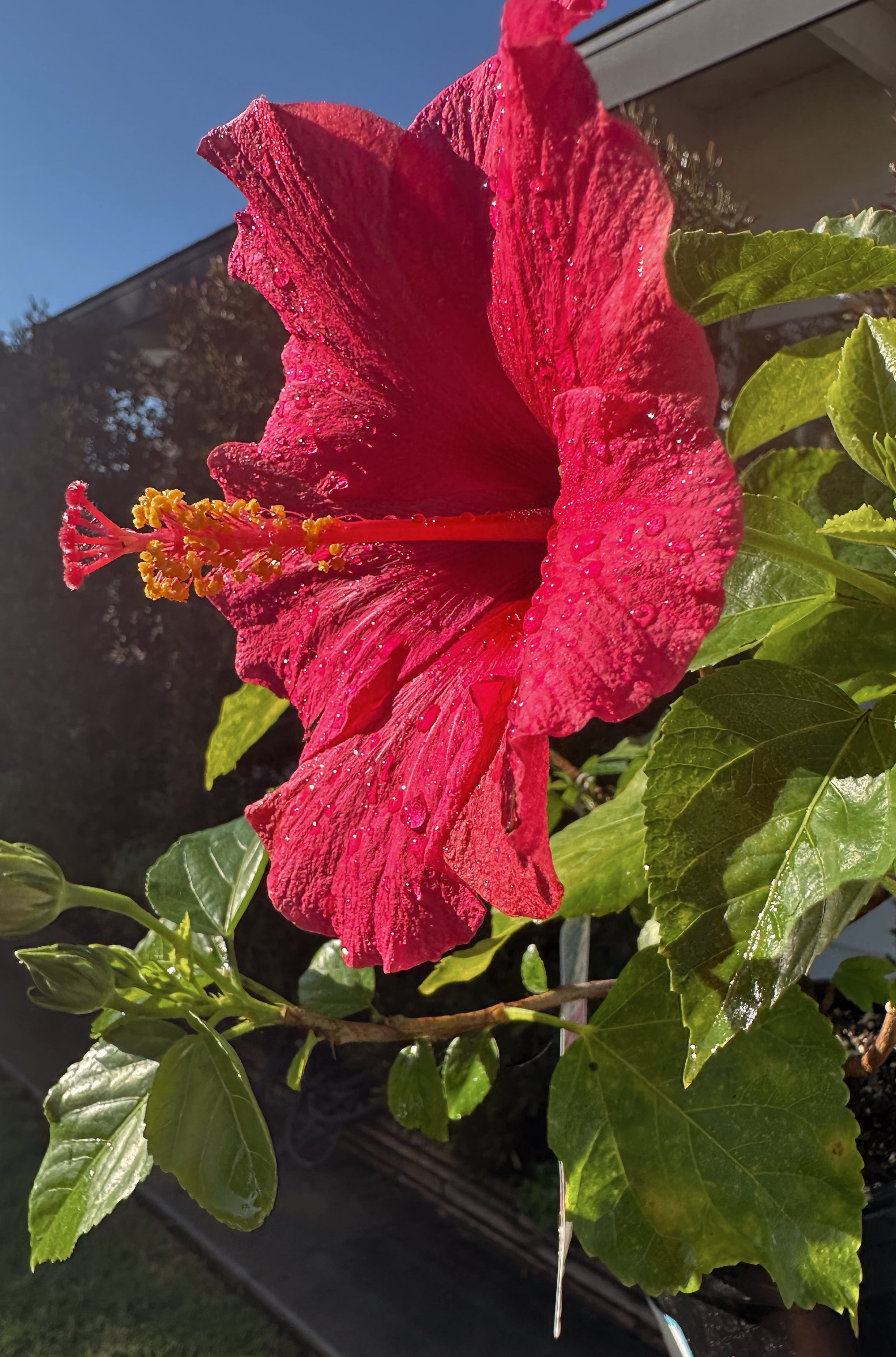 COMO LA FLOR REPAIR MIST