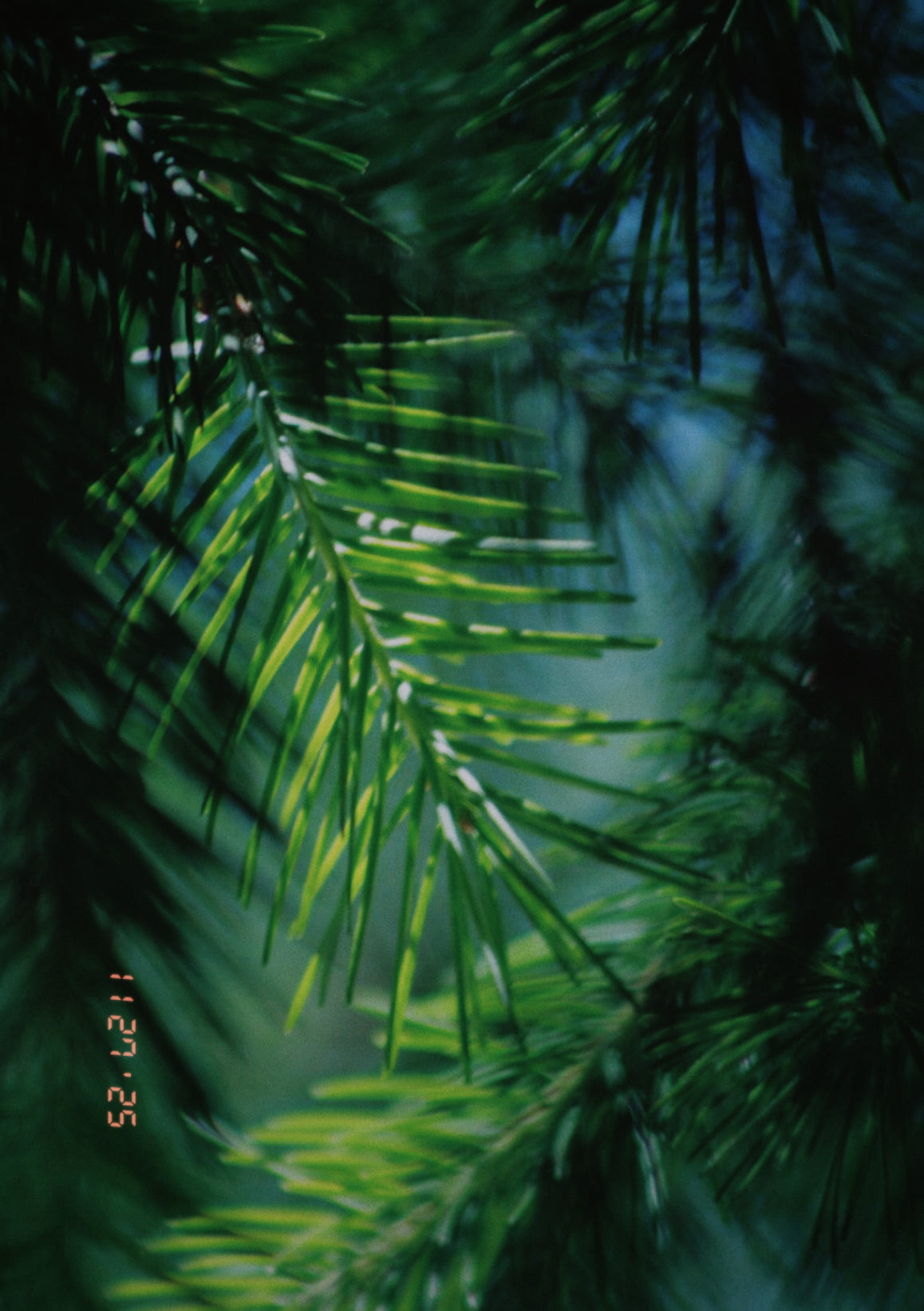 DOUGLAS FIR HYDROSOL