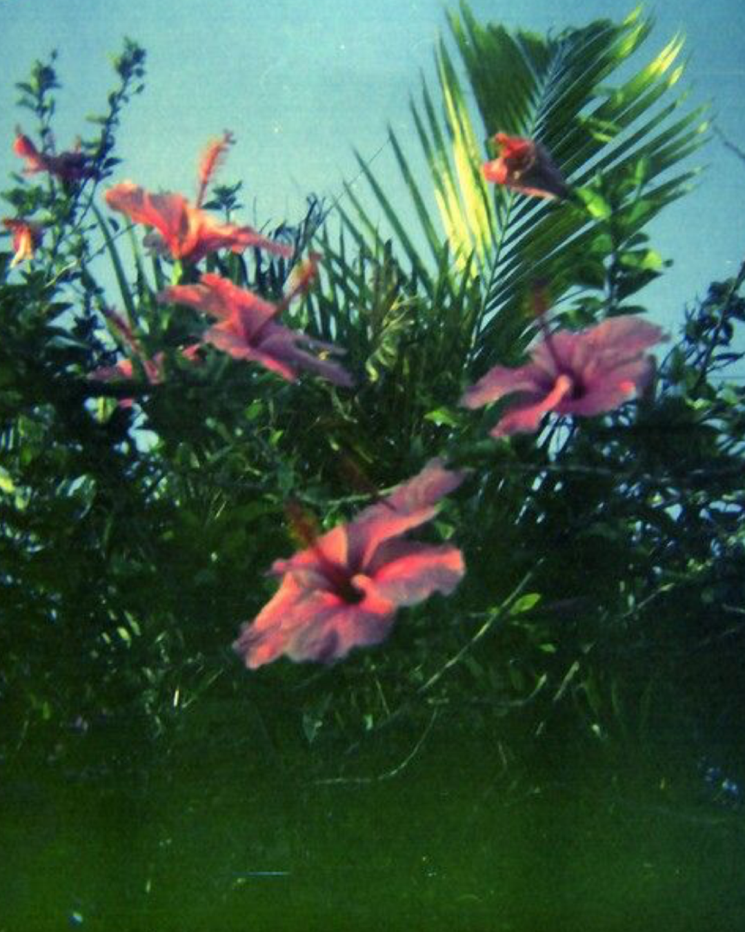 GARDEN PARTY EVERYTHING OIL